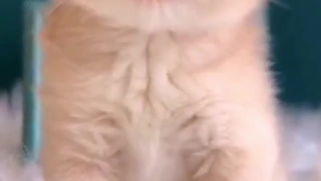 Cute Kitten Baby Cat Funny Cat Videos | #Shorts