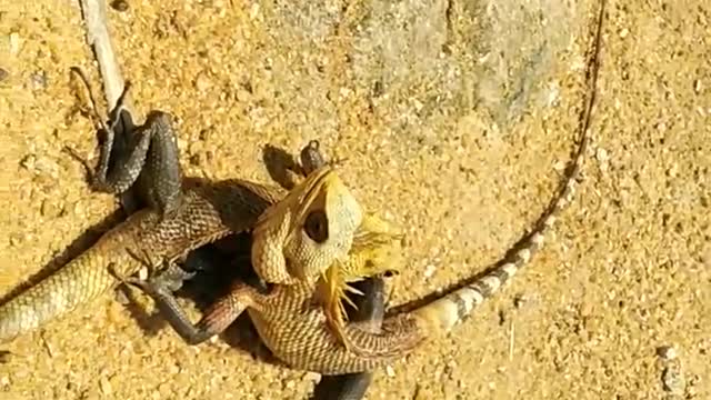 Conflict between two lizards