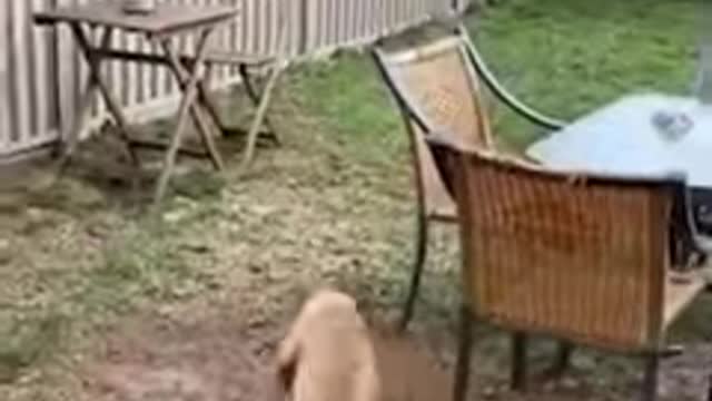 Funny cat