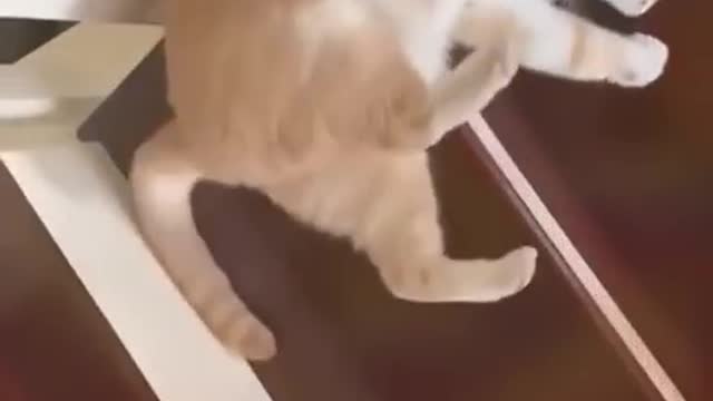 Funny cats and dogs