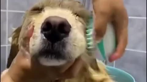 He Loves Bath Time | Very Cute Dog