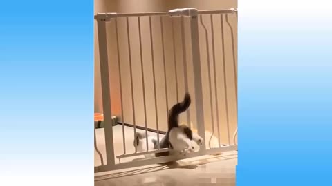 Funny cat video