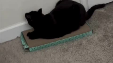 Cute Piper Cat Enjoys Her Office Tuffet - Adopting a Cat from a Shelter Vlog #shorts