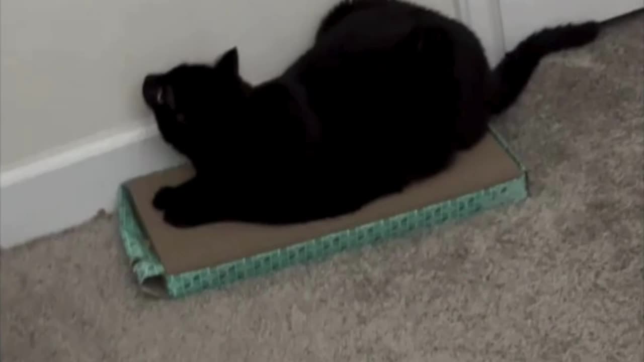 Cute Piper Cat Enjoys Her Office Tuffet - Adopting a Cat from a Shelter Vlog #shorts