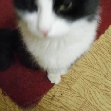 Beautiful face of a cat.