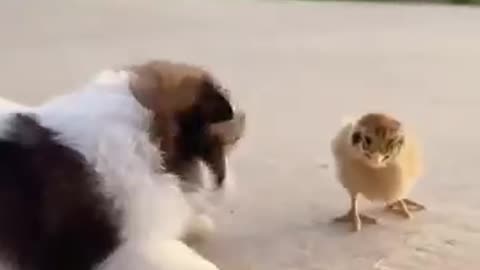 Funny Animal Video