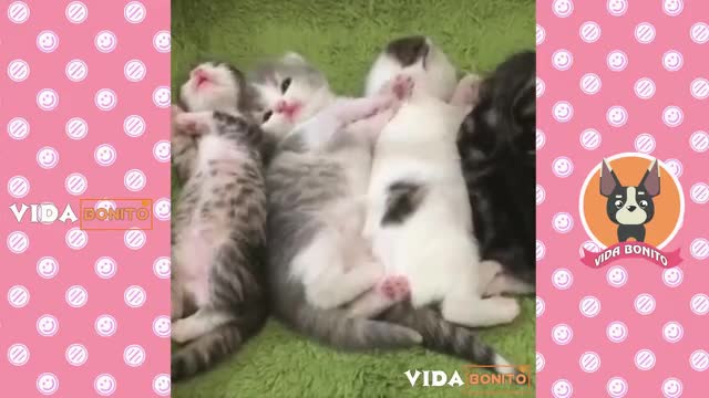 the most adored and cute cats