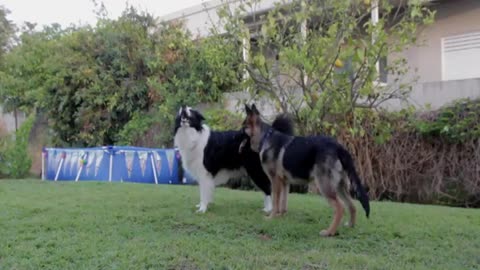 Hysterical Dogs at their best