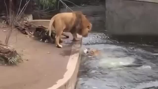 funny video of Lion falling in to water