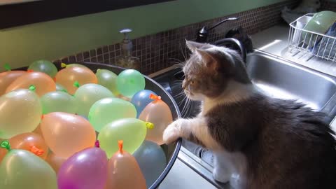 Look here what a crazy cat doing!!!