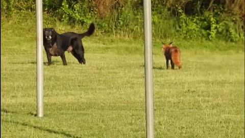 fox runs faster than the dog