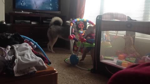 Husky aullando hace que bebé estalle de la risa