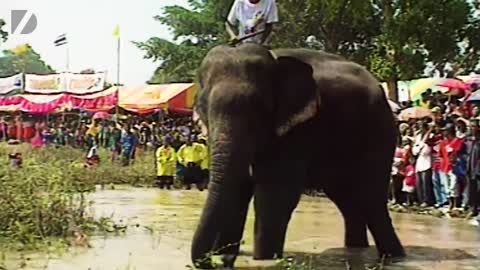 Elephant vs Human Swimming Race