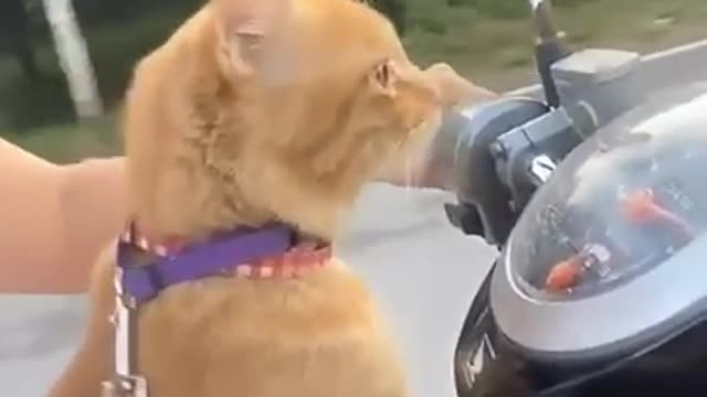funny cat cute cat