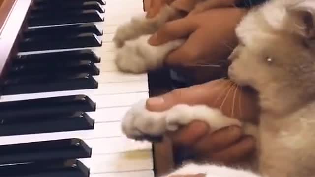 Cats Playing Piano So Cute 2021