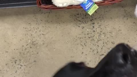 Black dog picks out toy at store