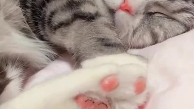 Baby Cats!😍 Cute and Funny Cat Videos _ cute pet care 16 #shorts