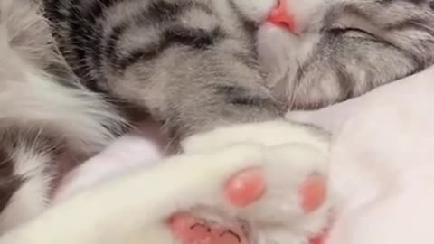 Baby Cats!😍 Cute and Funny Cat Videos _ cute pet care 16 #shorts