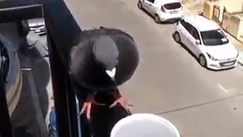 Pigeon Drinking water