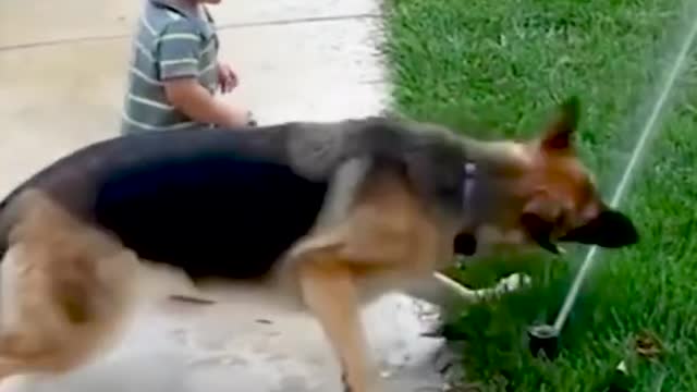 Dog and Baby Playing with Sprinkler - Funny Dog Videos