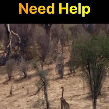 Lions Need Help