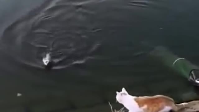 Kitten Cat grabs fish from the water! Funny Cat Videos!