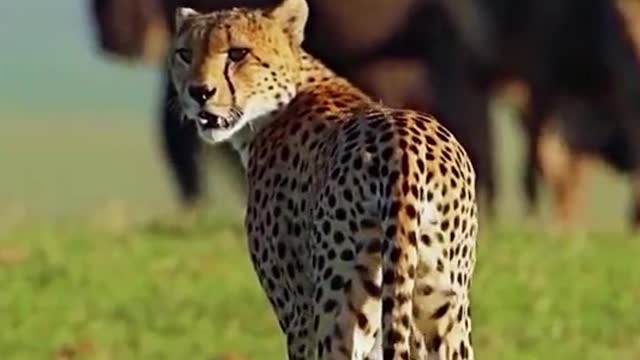 The cheetah is among a herd of cattle. Is he looking for prey?