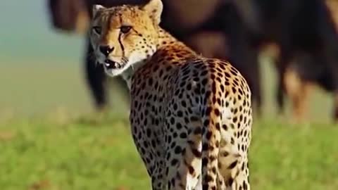 The cheetah is among a herd of cattle. Is he looking for prey?