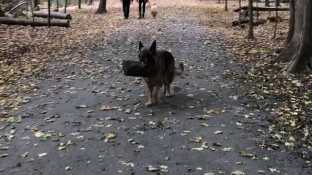 Dog Love Carrying Logs