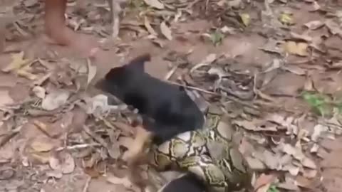 Python Vs Dog Real fight