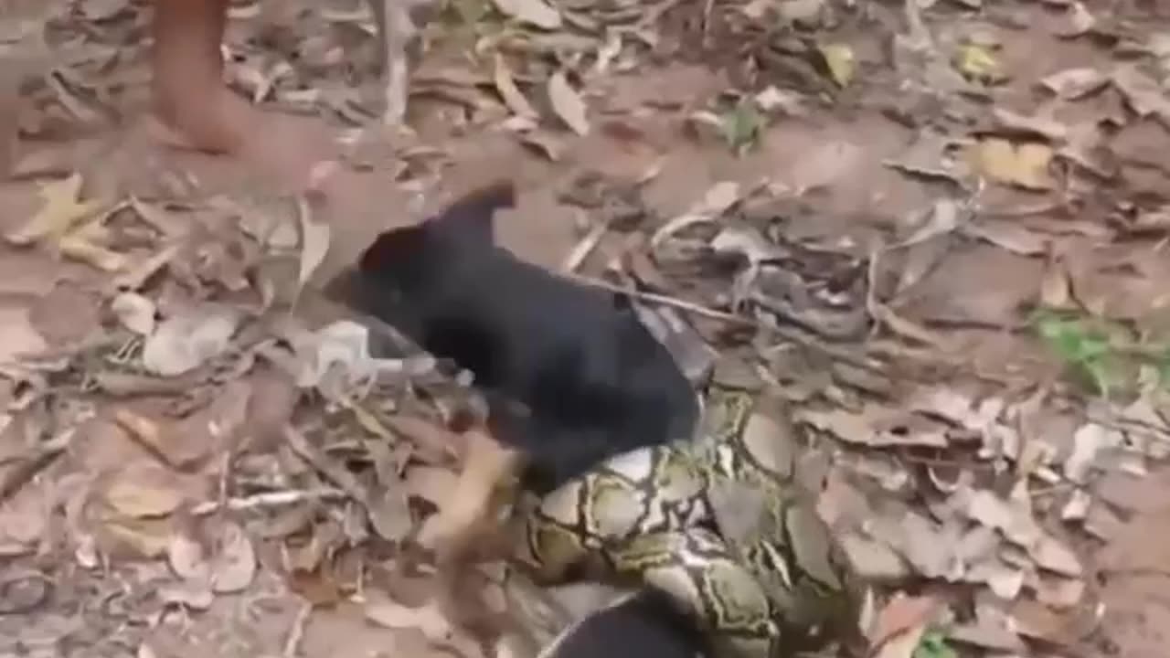 Python Vs Dog Real fight