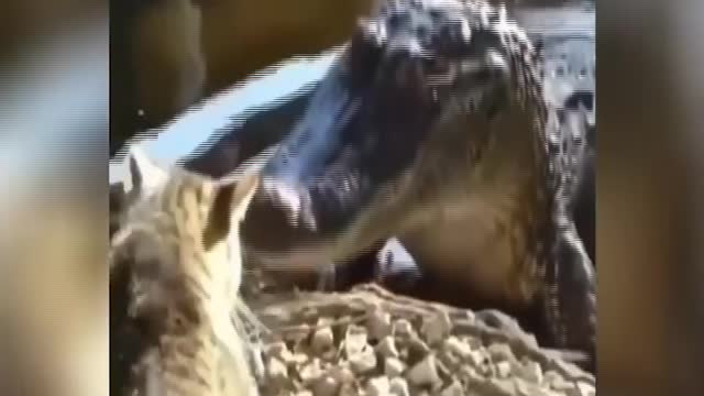 Cat vs. Crocodile