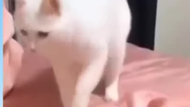 funnny cat dance