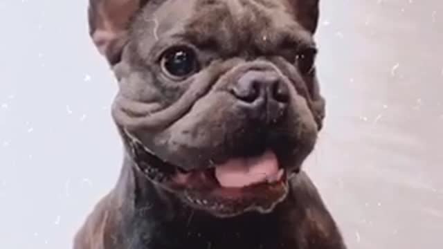 the cutest dogs in the world [do you love animals] part 4