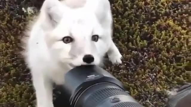 cute baby fox play with a camera