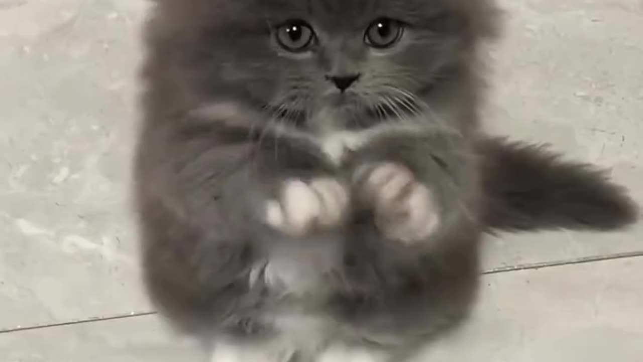 Funny and Cute Cats Videos #351