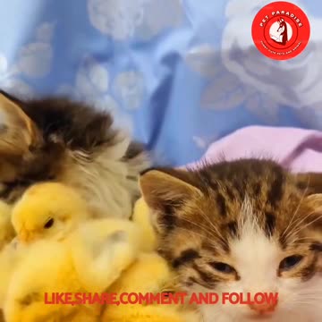 😻🐣"Adorable Kitty and Chicks Duo"🐣😹