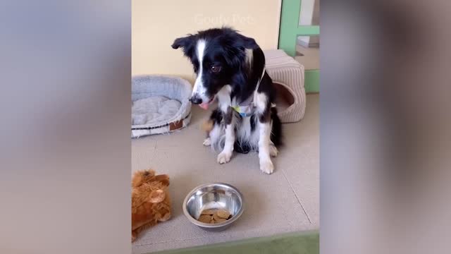 Funny Cat and Dog Reaction to cutting cake