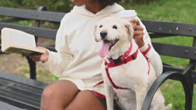 Funny dog simply sitting on chair 🪑 videos