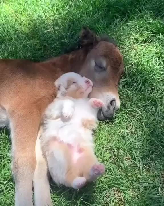 Puppy taking a nap with her best friend a baby horse ☺️| Best Friends