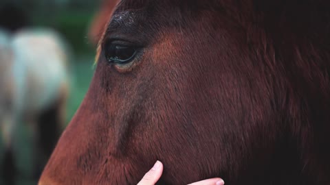 Horses are so amazing