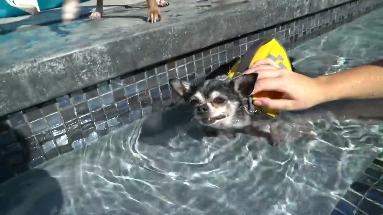 How To Teach a Dog To Swim