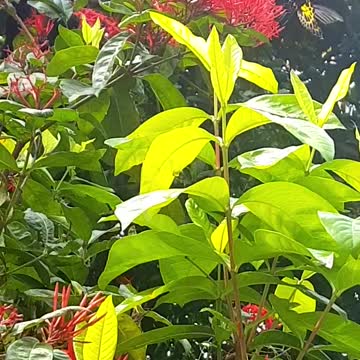 An Elusive Butterfly yet it is beautiful!!!