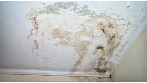 5 STAR Rating for ALL US Mold Remediation Service