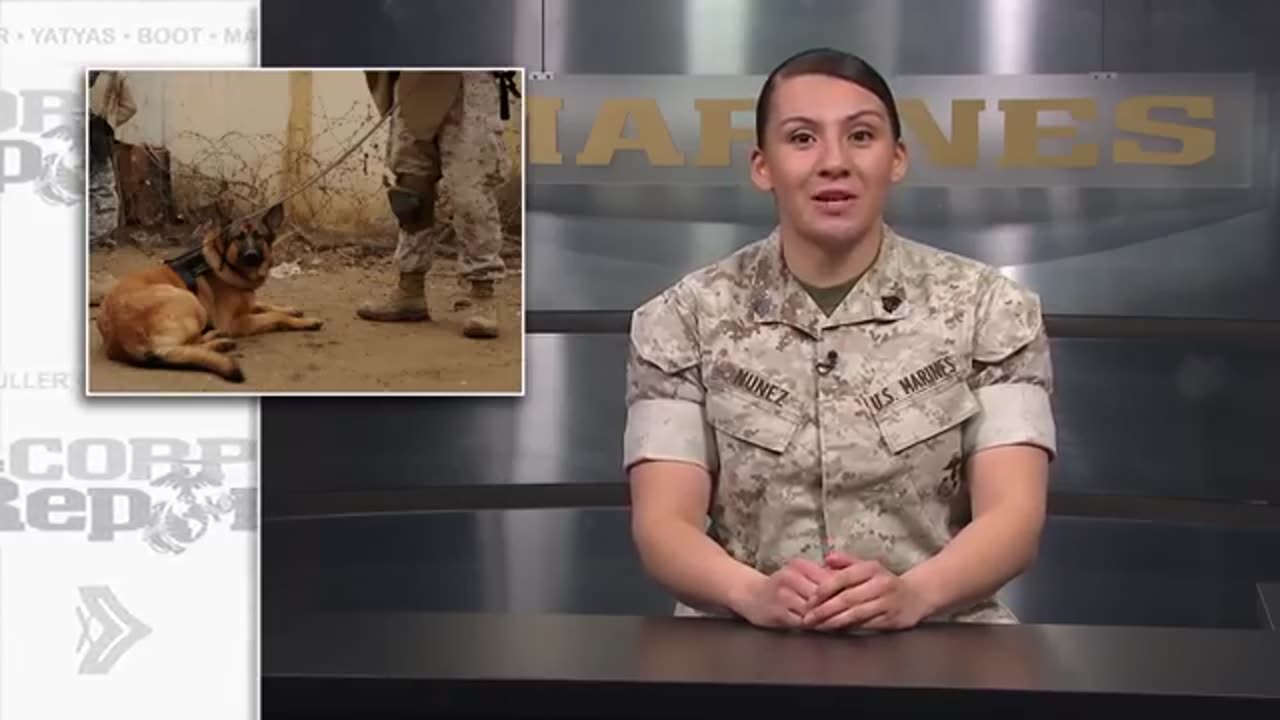 Lucca Receives Dickin Medal Exercise Balikatan Marines Grant Wish The Corps Report Ep 73