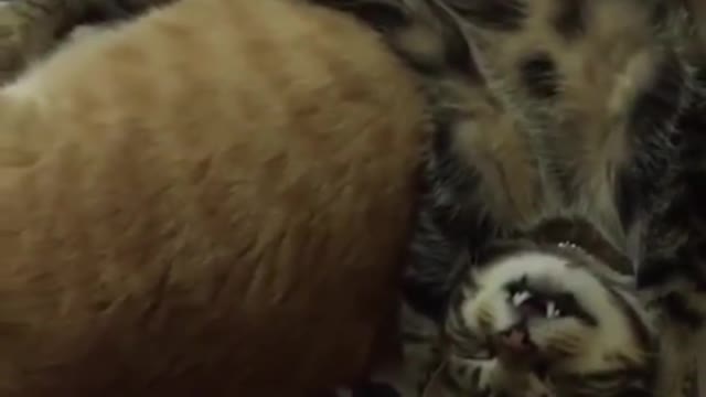 Taupe kitten sleeps on top of orange kitten