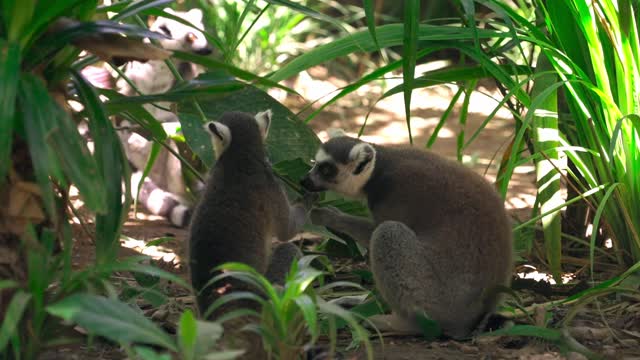 Lemurs eating together