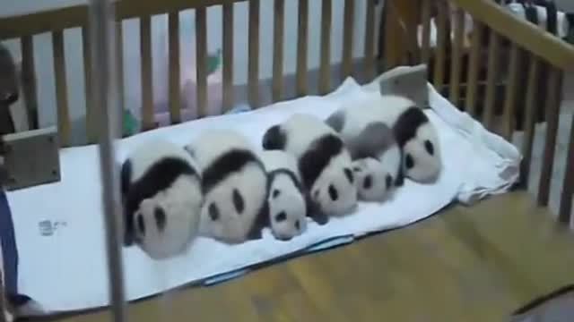 baby panda