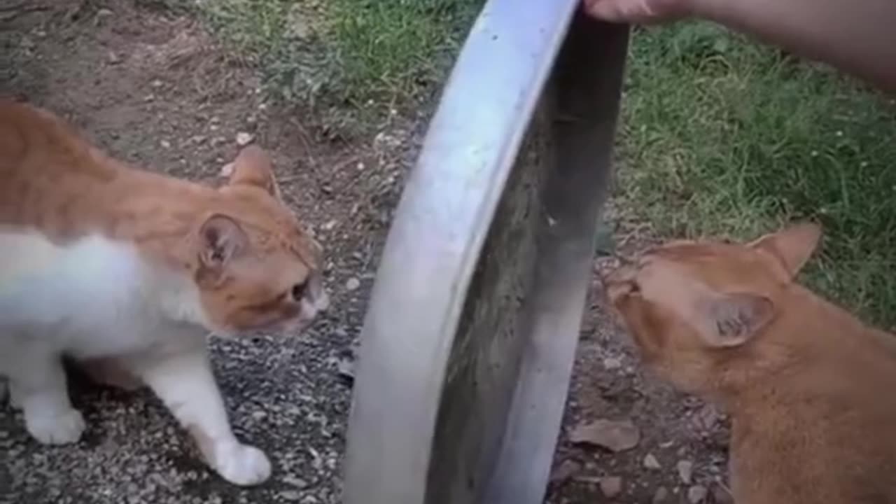 Funny animals short video 23