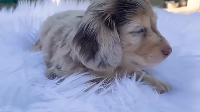 Baby Dogs - New Cute and Funny Dog Videos